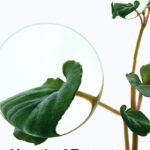 Anua Heartleaf Pore Control Cleansing Oil 200 ml - Image 4